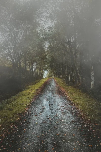 Estrada Com Árvores Verdes — Fotografia de Stock