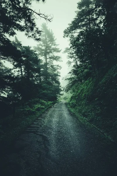 Camino Con Árboles Verdes — Foto de Stock