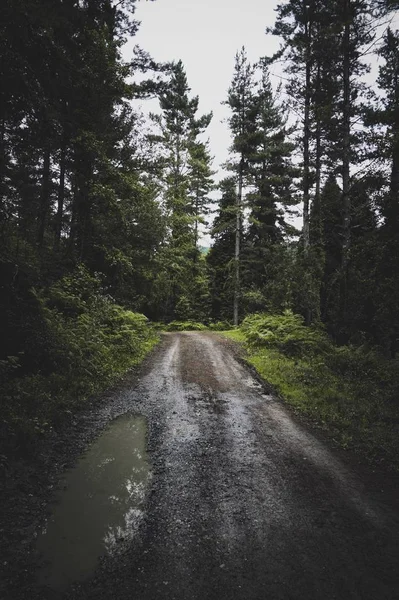 Estrada Com Árvores Verdes — Fotografia de Stock