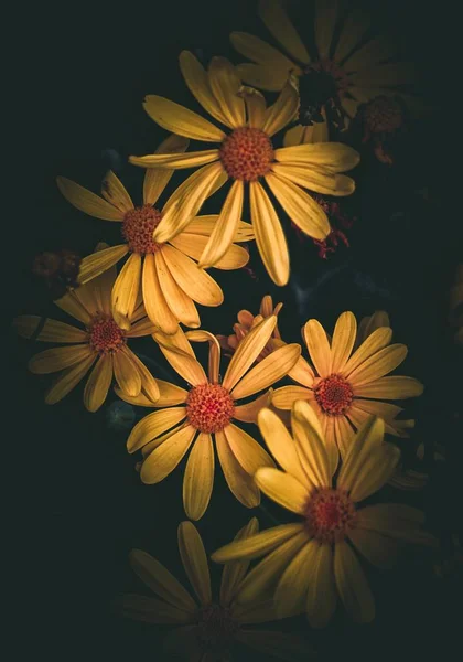 Krásné Žluté Květiny Zahradě — Stock fotografie
