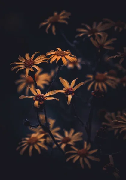 Die Schöne Gelbe Blume Garten — Stockfoto