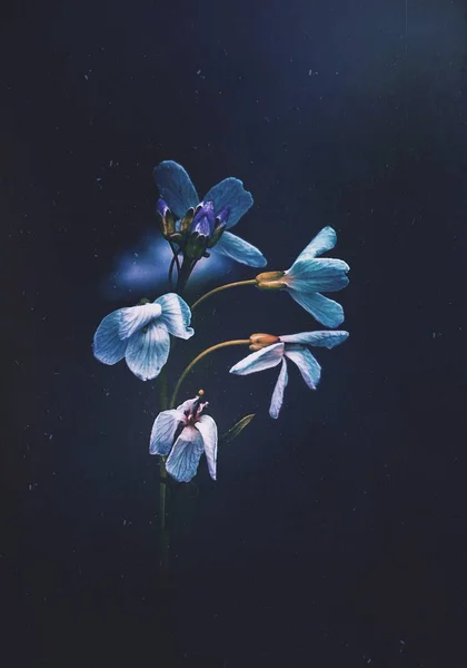 kışın güzel beyaz çiçekler