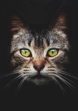 güzel kedi portre sokak