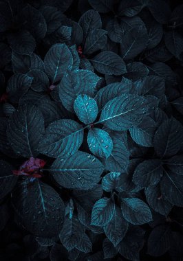 blues Noel dekorasyonu için bırakır 