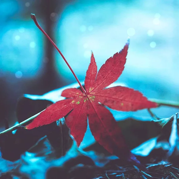 Belas Folhas Cor Rosa Jardim Para Decoração Natal — Fotografia de Stock