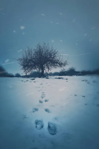 Los Árboles Montaña Invierno — Foto de Stock