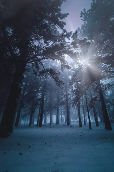 Drzew Górach Zimie — Zdjęcie stockowe