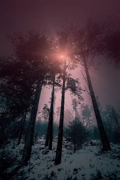 Árvores Montanha Inverno — Fotografia de Stock