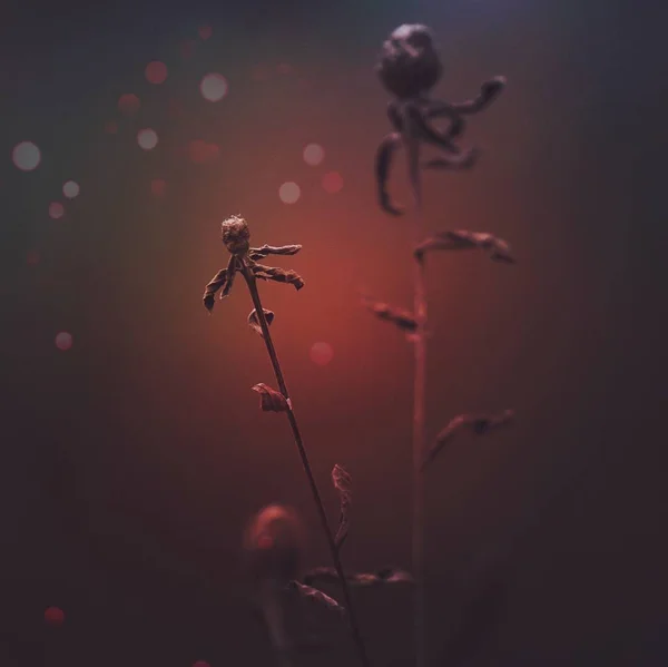 Planten Herfst Tuin — Stockfoto
