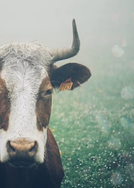 Cow Portrait Meadow — Stock Photo, Image