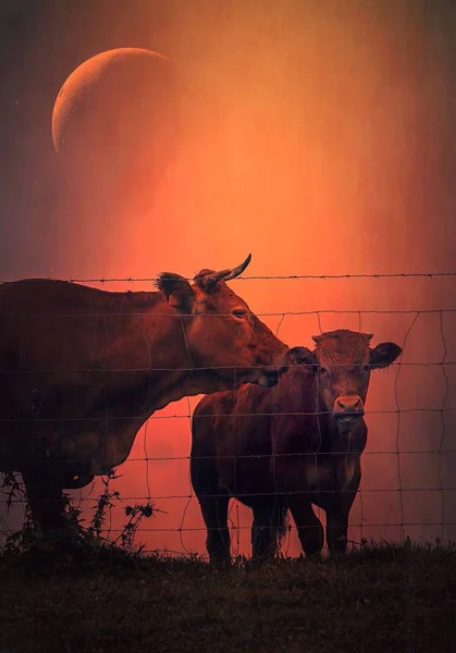 Cow Portrait Meadow — Stock Photo, Image