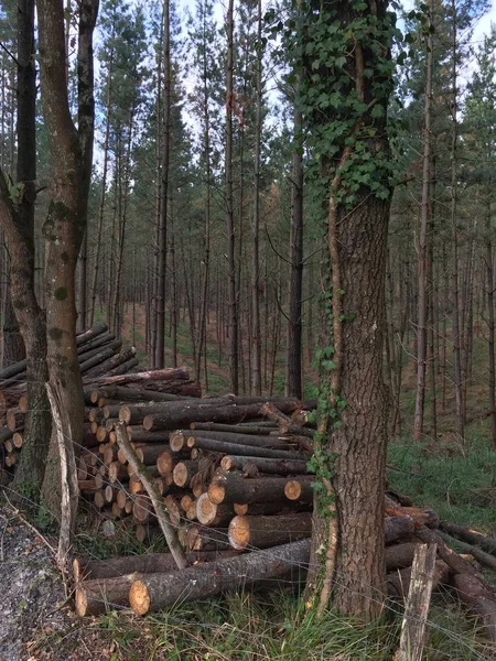 Pohon Dan Batang Hutan — Stok Foto