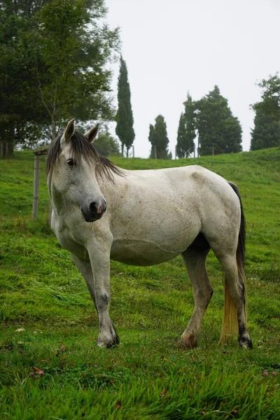 White Horse Portrait Meadow — Stock Photo, Image