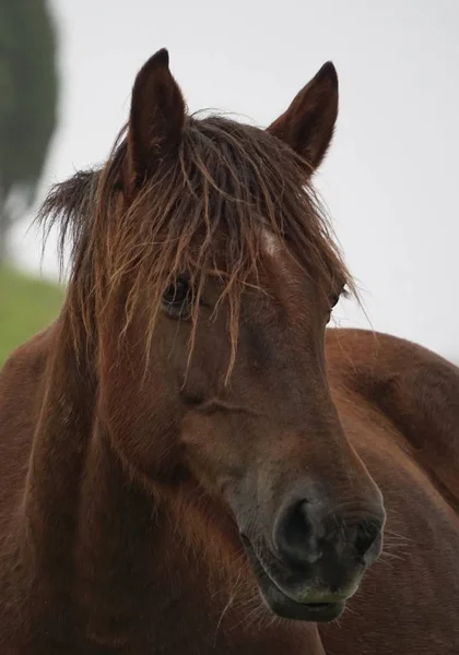 Retrato Cavalo Marrom Prado — Fotografia de Stock
