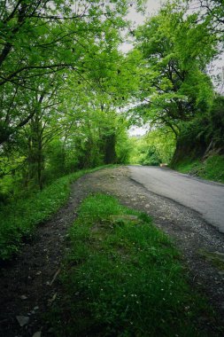 yolun yeşil ağaçlar ile