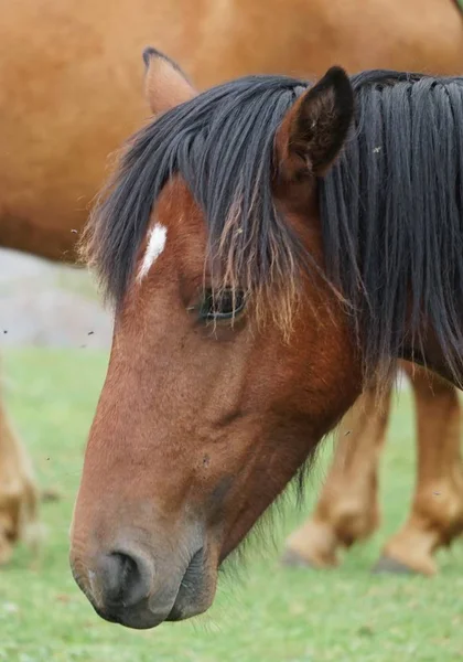 Ritratto Cavallo Marrone Nel Prato — Foto Stock