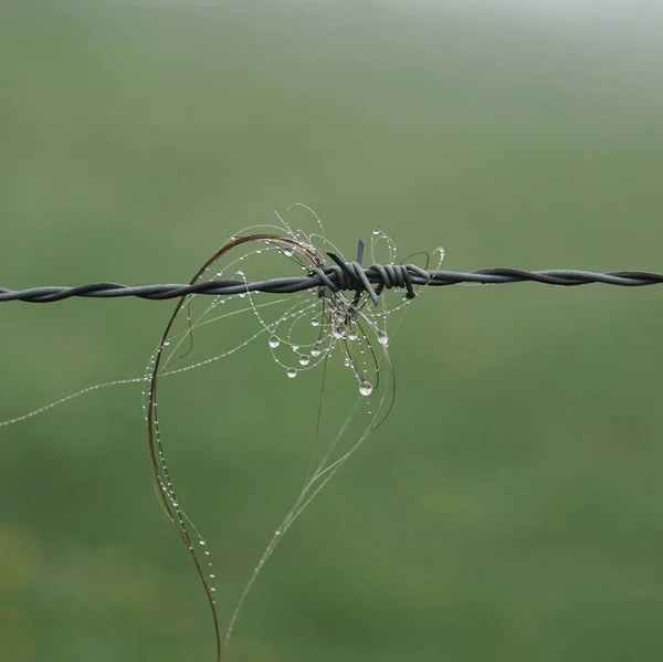 Wire Fence Country — Stock Photo, Image