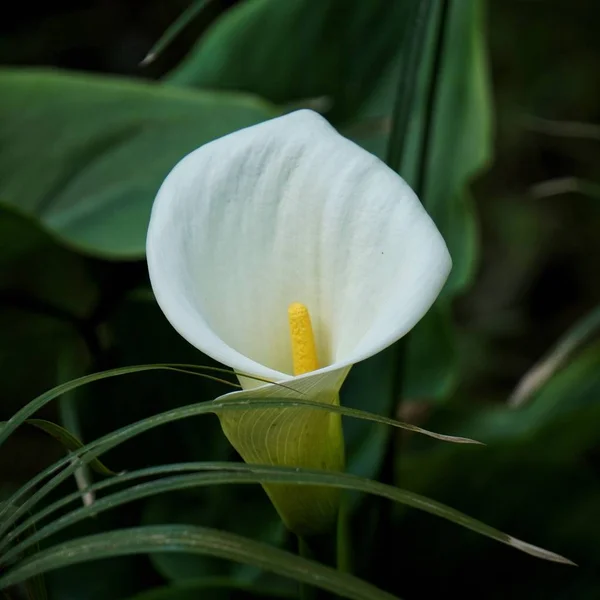 Kwiat Calla Ogrodzie — Zdjęcie stockowe