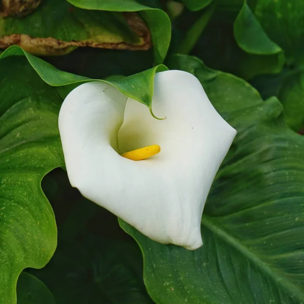 Calla Flower Garden — Stock Photo, Image