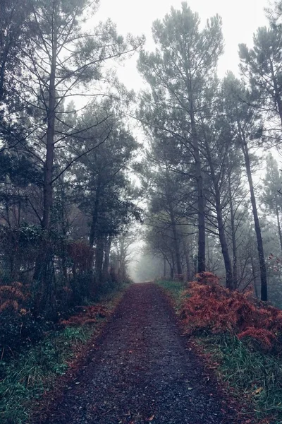 Strada Con Alberi Rossi Autunno — Foto Stock