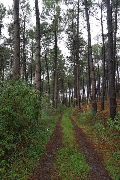 Estrada Com Árvores Verdes — Fotografia de Stock