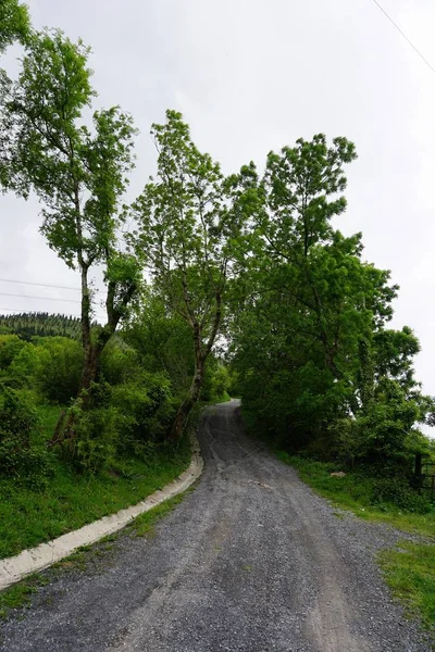 Дорога Зеленими Деревами — стокове фото