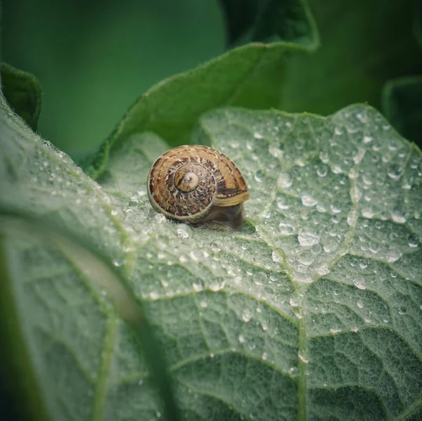 Small Snail Plant — Stock Photo, Image