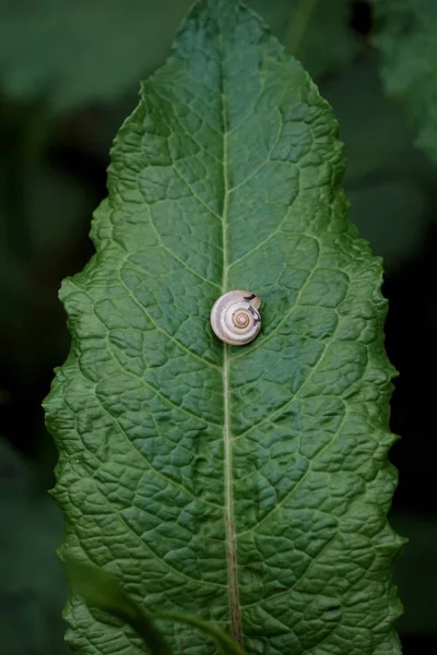 Pequeno Caracol Planta — Fotografia de Stock