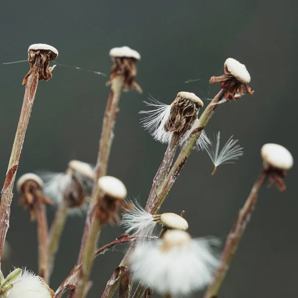 Den Romantiska Maskros Blomman — Stockfoto