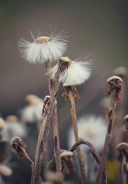 Den Romantiska Maskros Blomman — Stockfoto