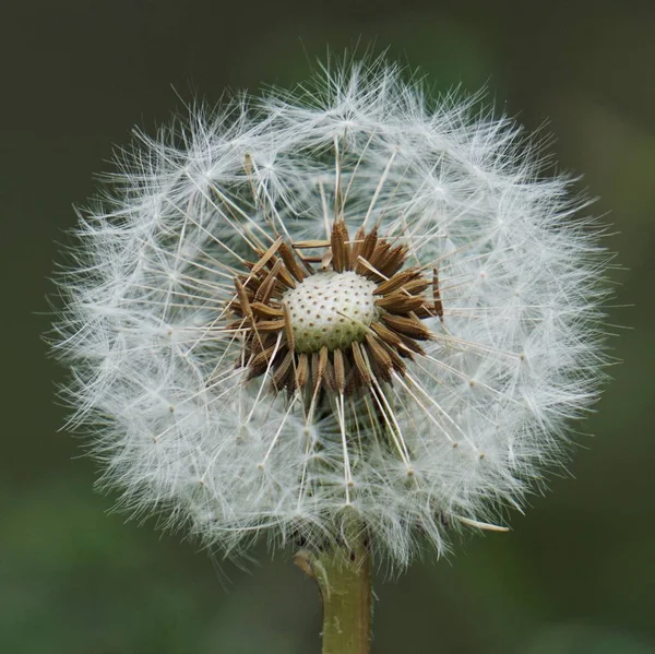 Flor Dente Leão Romântica — Fotografia de Stock