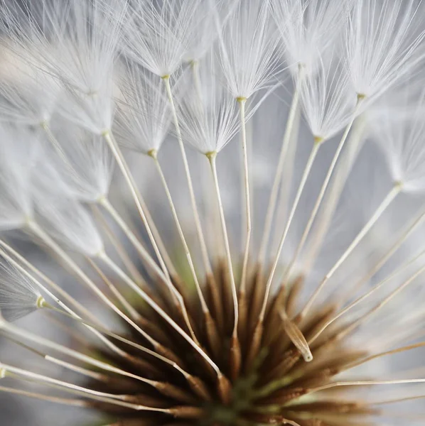 Romantyczny Kwiat Mniszek — Zdjęcie stockowe