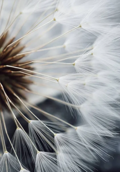 Romantyczny Kwiat Mniszek — Zdjęcie stockowe