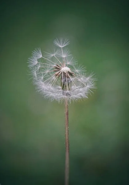 Die Romantische Löwenzahnblume — Stockfoto