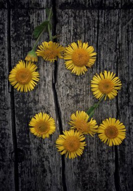 romantik sarı çiçek