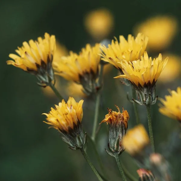 Romantyczny Kwiat Żółty — Zdjęcie stockowe