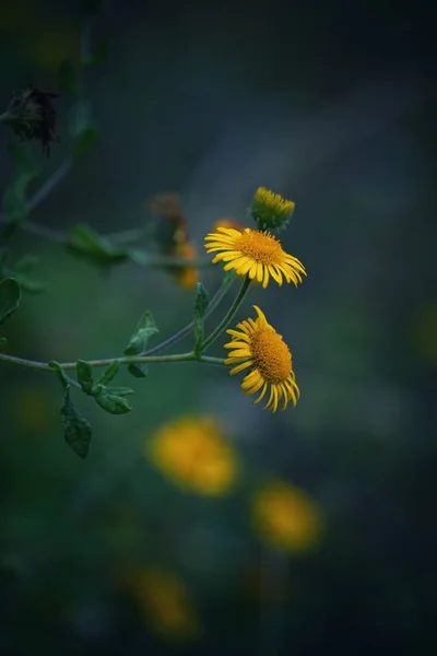 Romantische Gele Bloem — Stockfoto