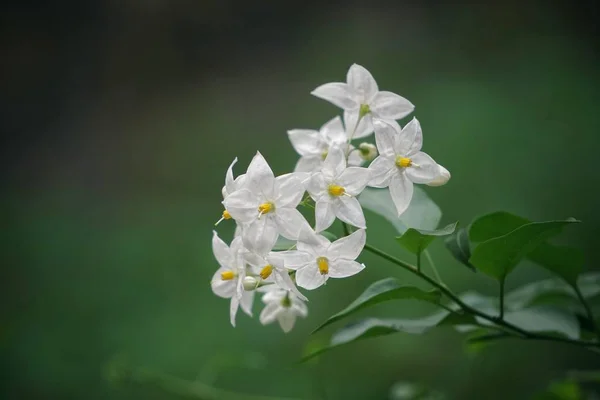 Romantic White Flower — Stock Photo, Image