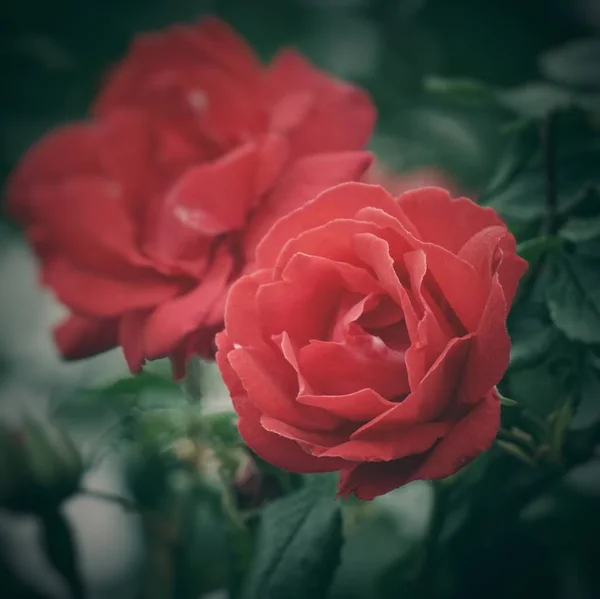 Fleur Romantique Rose Rouge — Photo