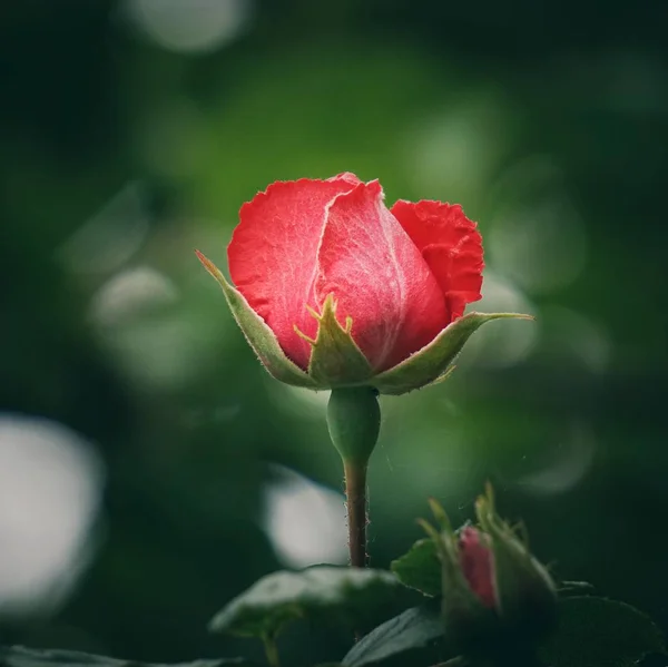 Fleur Romantique Rose Rouge — Photo