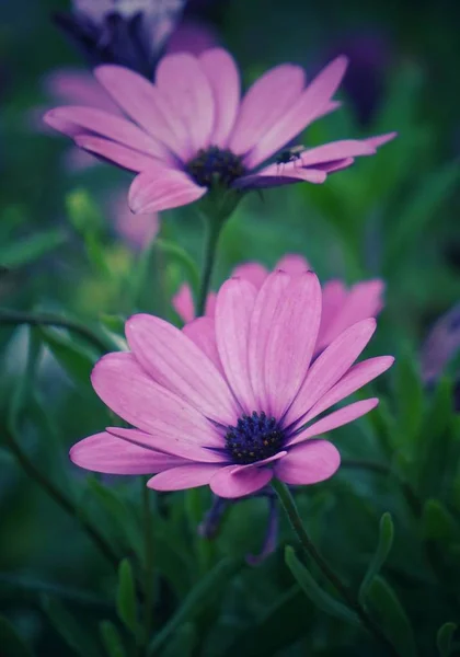 Bela Flor Rosa — Fotografia de Stock