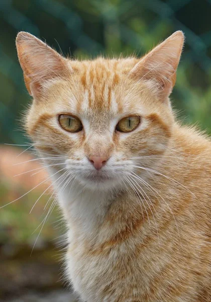 Beautiful Cat Portrait — Stock Photo, Image