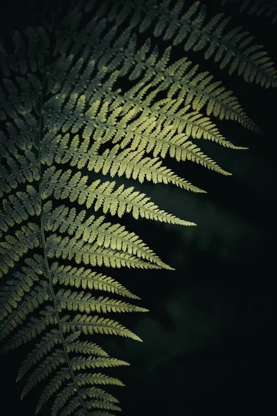 the fern plant in the forest