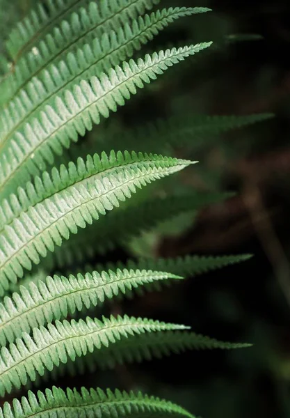 Fern Fabriek Het Bos — Stockfoto