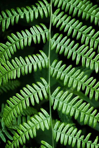 Fern Fabriek Het Bos — Stockfoto