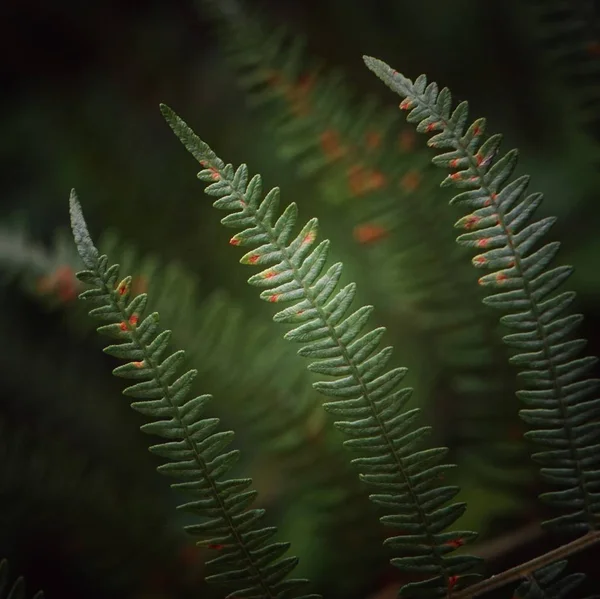 Fern Fabriek Het Bos — Stockfoto