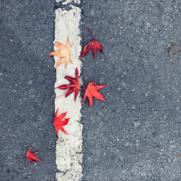 Foglie Nel Terreno Autunno — Foto Stock