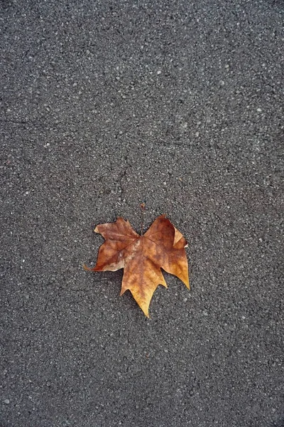 Folhas Chão Outono — Fotografia de Stock