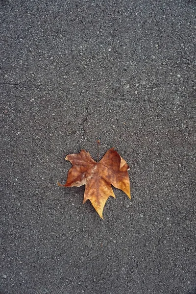 Les Feuilles Dans Sol Automne — Photo