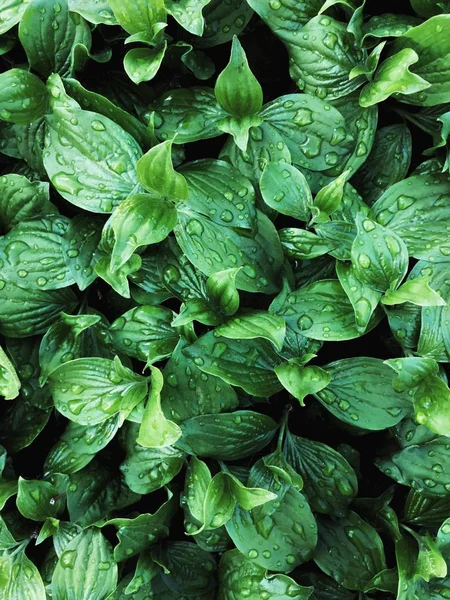 Green Leaves Autumn — Stock Photo, Image